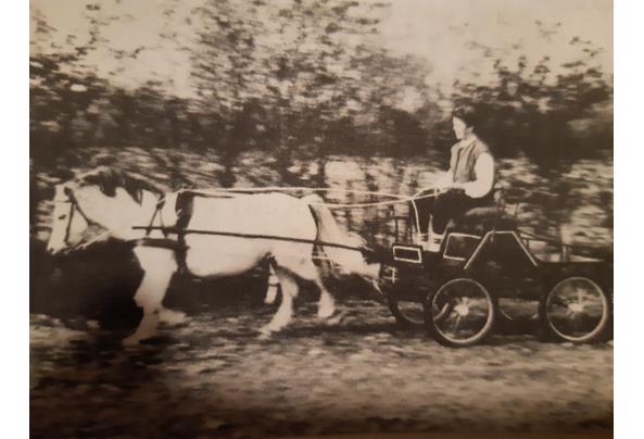 Menwagen voor pony van ongeveer 1.20m en leren tuig - 20241112_173438[1]